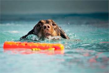 Pool Service and Cleaning Chandler